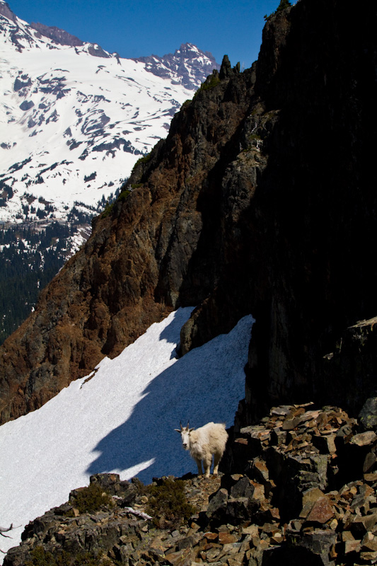 Mountain Goat And Little Tahoma